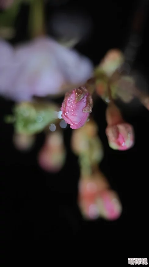 用力挺进她的花苞，感受那份绽放的美丽与激情，探索爱的深度与温暖的瞬间，共同迎接心灵的交融与碰撞