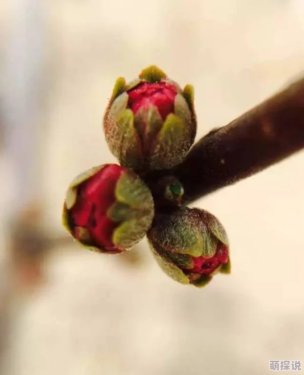 用力挺进她的花苞，感受那份绽放的美丽与激情，探索爱的深度与温暖的瞬间，共同迎接心灵的交融与碰撞