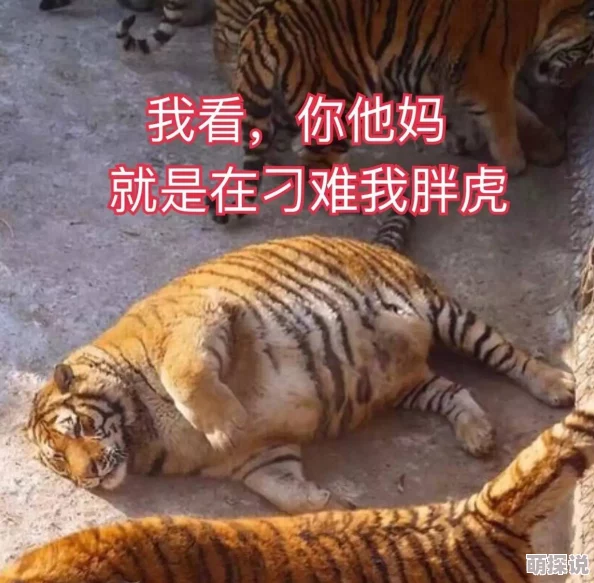 白虎逼一线二线三线，惊现神秘力量引发全国关注，背后真相令人震惊！
