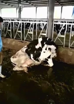 套奶牛服截肢产奶，惊人科技助力乳业革命，引发行业热议与伦理争论！