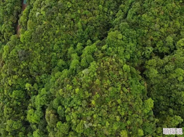 小草激情视频：最新动态揭示了该平台在内容创作和用户互动方面的创新举措，吸引了大量新用户加入