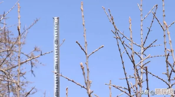 美女与牲口做爰视频在线观看，网友们对此视频的看法褒贬不一，有人认为这是对动物的不尊重，也有人觉得是艺术表现