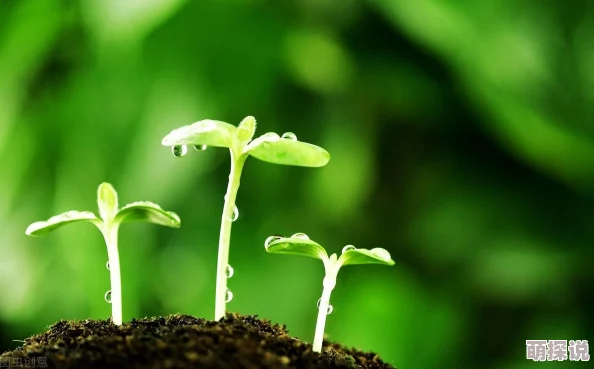 心灵战争：解锁最强潜能策略，辣椒资源合理分配与使用指南