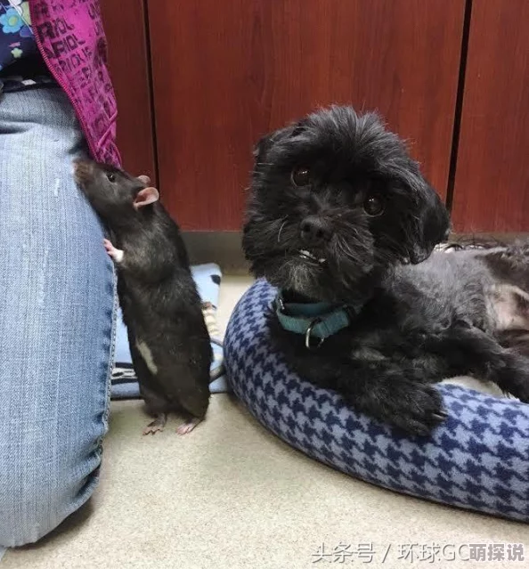 猫和老鼠手游高阶攻略：巧妙应对游戏中狗狗角色的制胜技巧