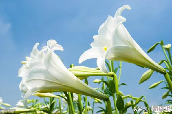白丝护土百合互慰漏水：探索自然与人心的交融之美