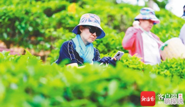 三亚新茶嫩茶wx：畅享热带风情，品味清新自然的茶香之旅