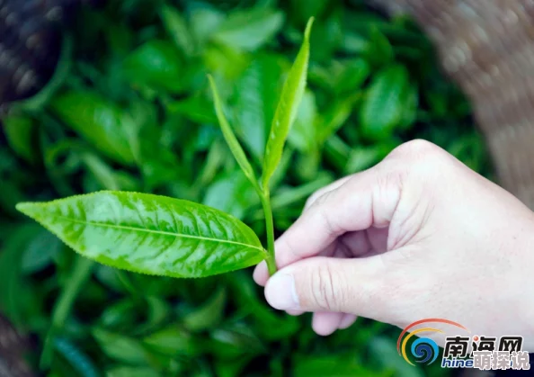 三亚新茶嫩茶wx：畅享热带风情，品味清新自然的茶香之旅