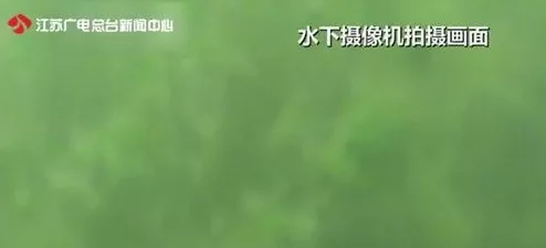 2024嫩叶草隐藏路线：全新探险活动即将开启，带你领略不一样的自然风光与神秘之旅！