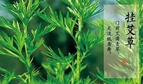 探索99视频精品国在线视频艾草的独特魅力：传统与现代交融的文化之旅