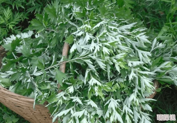 探索99视频精品国在线视频艾草的独特魅力：传统与现代交融的文化之旅
