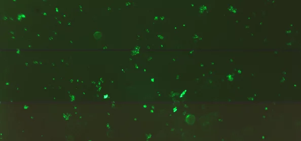 探索一级生性活片免费视频影片的魅力：揭示真实与幻想交织的视觉盛宴