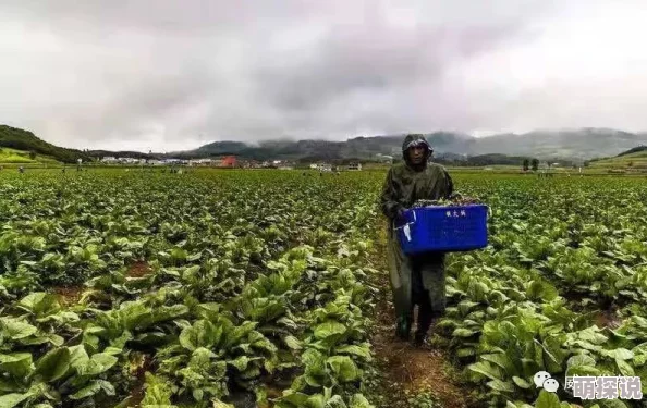 探索久久青草精品一区二区三区的独特魅力与文化内涵，感受自然之美