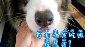 天天舔天天摸：最新进展揭示了这一现象背后的心理因素与社会影响，引发广泛讨论与关注