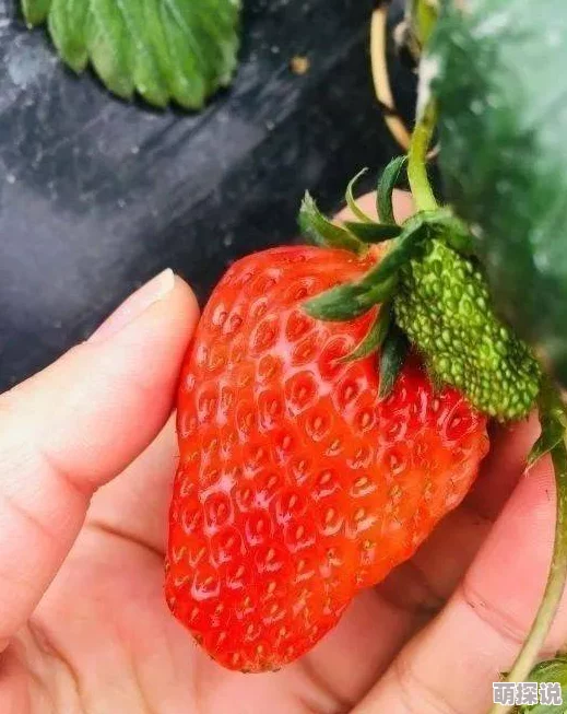 探索国产草莓视频的无限魅力：免费畅享黄段子带来的欢笑与惊喜，尽在你的指尖！
