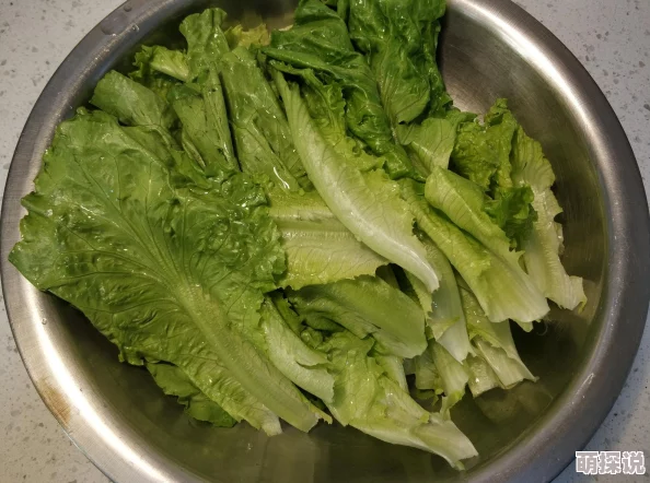 详解食之契约中蚝油生菜的制作秘籍：精选生菜为核心食材的烹饪步骤