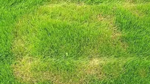 青草青草视频2免费观看网友认为该视频内容丰富，画面清晰，适合各类观众观看，但也有部分人觉得更新频率较低