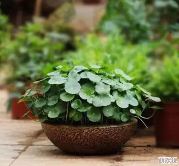 青草青草视频2免费观看网友认为该视频内容丰富，画面清晰，适合各类观众观看，但也有部分人觉得更新频率较低