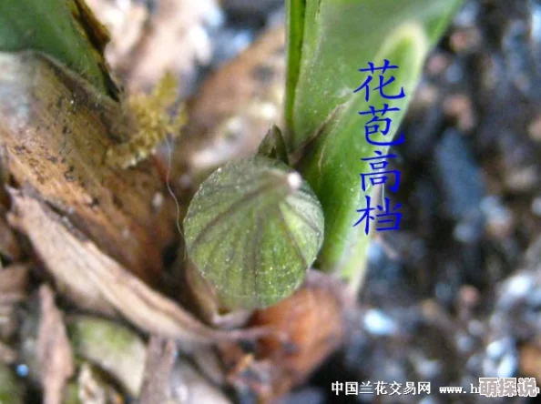 挺进她的花苞 啊太深了，这种表达方式真是让人感到震撼，充满了情感和力量