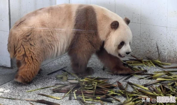 亚洲三级一区网友认为这一现象反映了社会文化的多样性与复杂性,同时也引发了对相关法律法规的讨论和思考 亚洲三级一区网友认为这一现象反映了社会文化的多样性与复杂性,同时也引发了对相关法律法规的讨论和思考