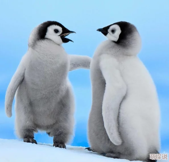 丹麦大白屁股xxxxx哺乳:科学家发现这种罕见现象竟能提高幼崽存活率,震惊全球动物界! 丹麦大白屁股xxxxx哺乳:科学家发现这种罕见现象竟能提高幼崽存活率,震惊全球动物界!