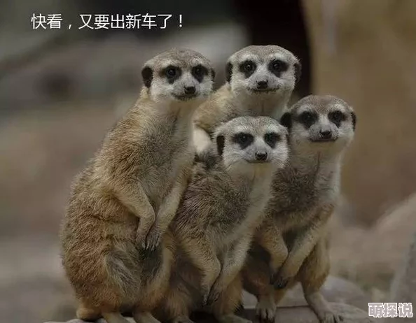 荒漠乐园偶遇大猩猩应对指南：安全消除威胁的实用策略