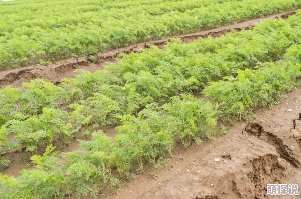一小男孩妈妈胡萝卜(黄)的种植技巧与营养价值分析，助力家庭健康饮食新选择