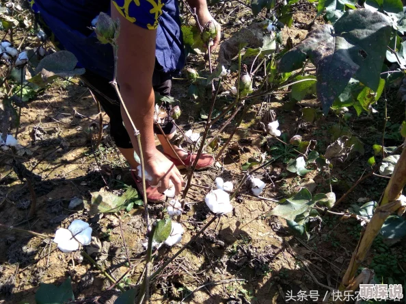 中外处破与摘花，文化交流的碰撞让我们更好地理解彼此的传统与习俗