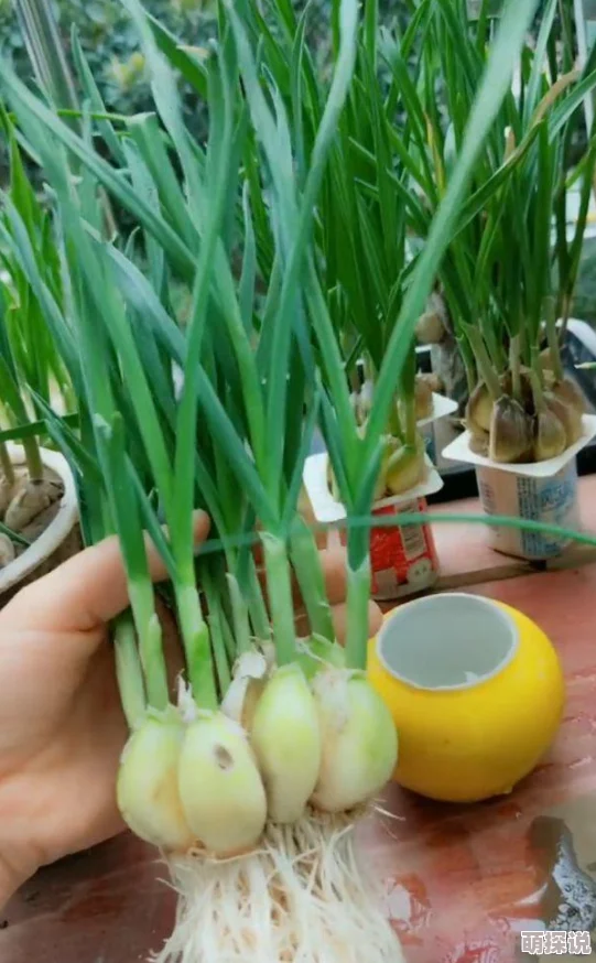 人人做人人插，真是个有趣的说法，让人忍不住想深入了解其中的含义