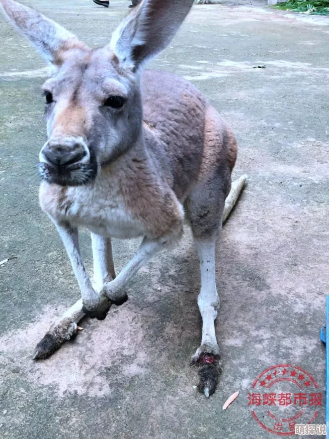 禽兽们的时间动物园新展览揭幕吸引众多游客亲密接触野生动物体验人与自然和谐共处的美好时光
