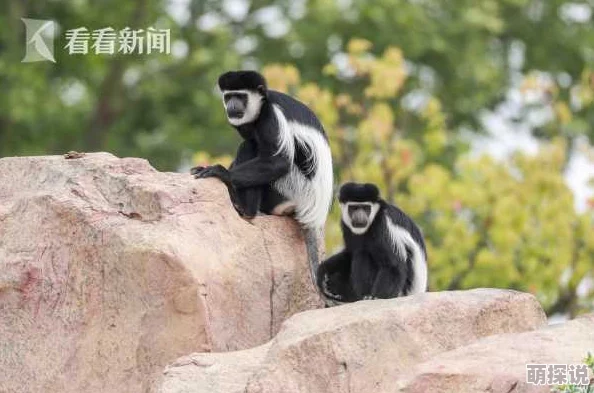 禽兽们的时间动物园新展览揭幕吸引众多游客亲密接触野生动物体验人与自然和谐共处的美好时光