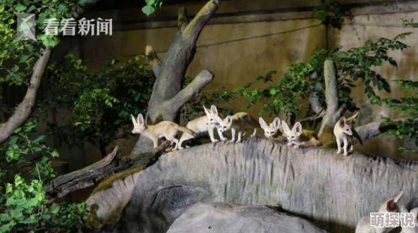 禽兽们的时间动物园新展览揭幕吸引众多游客亲密接触野生动物体验人与自然和谐共处的美好时光