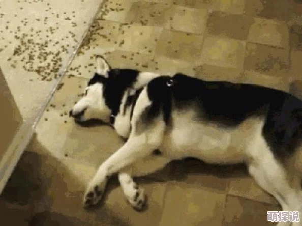 明日之后：懒人玩家探索犬类习性指南，优选适合懒养的狗狗品种