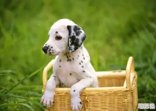 明日之后：懒人玩家探索犬类习性指南，优选适合懒养的狗狗品种