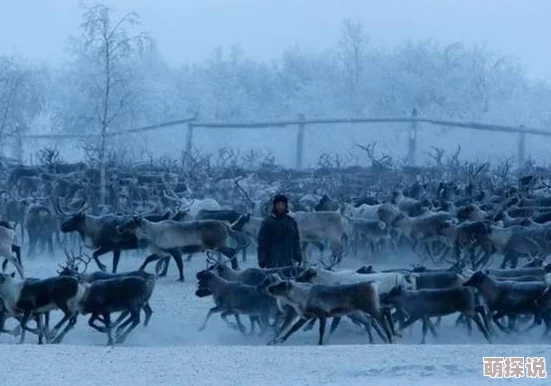 绝地求生刺激战场极寒模式:生鹿肉作用揭秘,烤制后助玩家回温回血提升生存力 绝地求生刺激战场极寒模式:生鹿肉作用揭秘,烤制后助玩家回温回血提升生存力