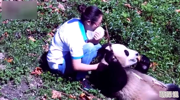 撩开裙子摸摸下面流水动态图熊猫小子的趣味生活
