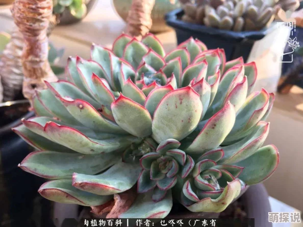 玉露春潮如梦似幻，温柔细腻，展现自然之美