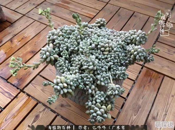 玉露春潮如梦似幻，温柔细腻，展现自然之美