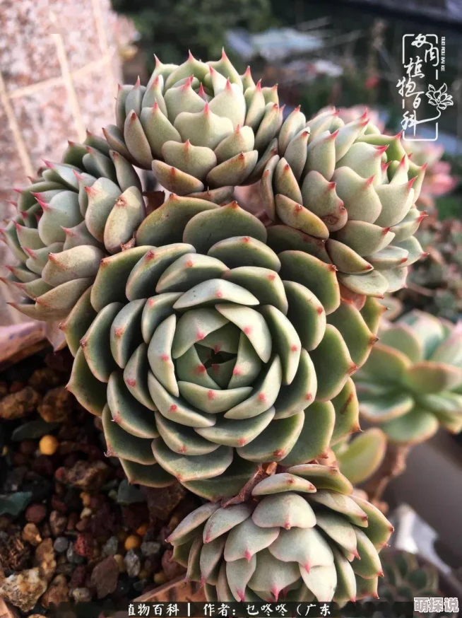 玉露春潮如梦似幻，温柔细腻，展现自然之美