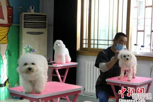 免费h视频在线观看成都街头现“共享宠物”租赁服务火爆