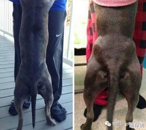 肌肉狗：最新研究显示适量运动能显著提升狗狗的肌肉质量和健康水平