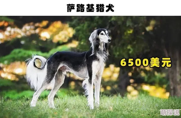 肌肉狗：最新研究显示适量运动能显著提升狗狗的肌肉质量和健康水平