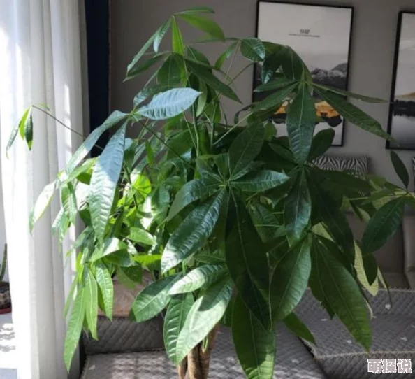 惊喜加成！黎明觉醒生机营地训练全新加点攻略，高效升级推荐来袭！