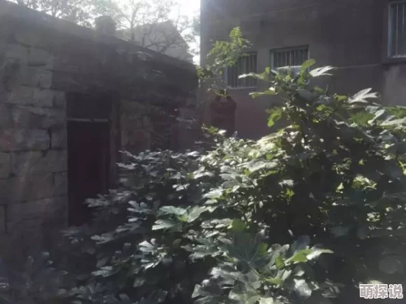 不要啊啊啊啊我的秘密花园1心灵的栖息地让我们在繁忙中找到宁静与美好