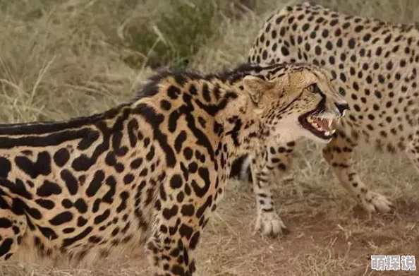 白虎嫩幼崽已满百日，开始学习捕猎技巧，健康活泼惹人爱