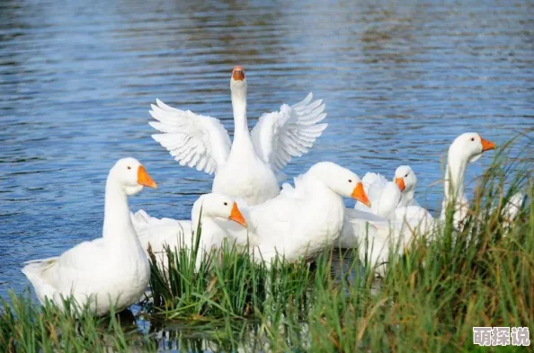 鹅绒锁全文免费阅读完整版已更新至100章大结局即将揭晓 鹅绒锁全文免费阅读完整版已更新至100章大结局即将揭晓