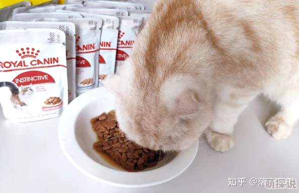 黄油猫粮试吃测评wwww测评结果公布超好吃的猫粮推荐