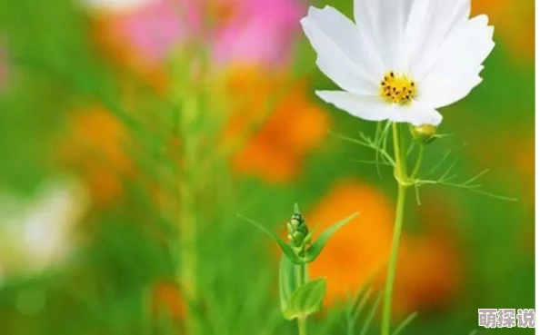 野花韩国视频高清完整版现已更新至第十集