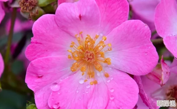 野花韩国视频高清完整版现已更新至第十集