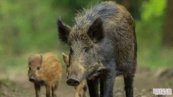 猪的又细又长像钻头一样研究发现其基因变异或可用于新型生物材料开发 猪的又细又长像钻头一样研究发现其基因变异或可用于新型生物材料开发