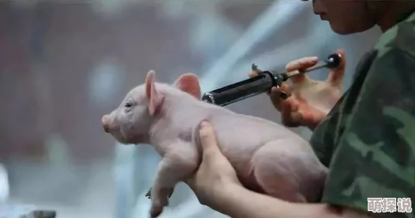 猪的又细又长像钻头一样研究发现其基因变异或可用于新型生物材料开发 猪的又细又长像钻头一样研究发现其基因变异或可用于新型生物材料开发